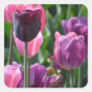 Search for purple tulip stickers Floral