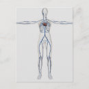 Search for gonad postcards Circulatory system