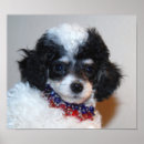 Search for poodle posters Puppy