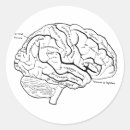 Search for brain anatomy stickers Medical