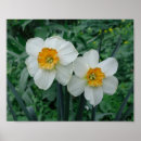 Search for yellow daffodil flowers posters White