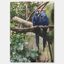 Search for macaws magnets Tropical