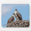 Search for ospreys mousepads Raptor