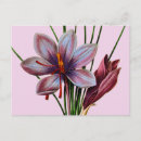 Search for saffron postcards Crocus sativus