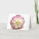 Search for pom cards Pink