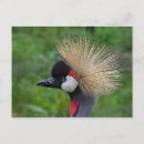 Search for cool birds postcards Fun