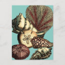 Search for algae postcards Starfish