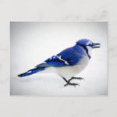 Search for bluejays postcards Winter