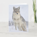 Search for coyote cards Winter
