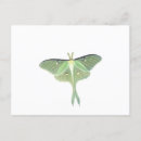 Search for luna moth postcards Nature