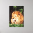 Search for adults canvas prints Animal
