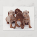 Search for pinscher postcards Dog