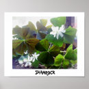 Search for st patricks day shamrock posters Nature