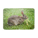 Search for rabbit bath mats Wildlife