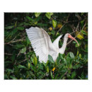 Search for costa photography Wildlife