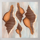 Search for conchs posters Seashells