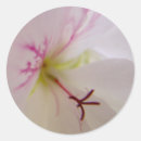 Search for geranium stickers Floral