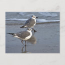 Search for gull postcards Texas