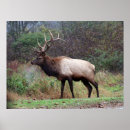 Search for elk posters Animal