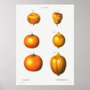Search for citron posters Fruit