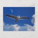 Search for flying bird postcards Seagull