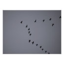 Search for flying bird posters Wildlife photography