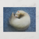 Search for 4 postcards Photography