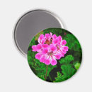 Search for petals magnets Photography
