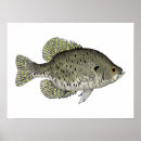 Search for crappie posters Freshwater