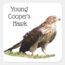 Search for cooper stickers Hawk