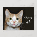 Search for kitty face postcards Tabby