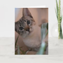 Search for eye photo cards Cute