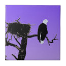 Search for bald eagle tiles Portrait
