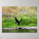 Search for endangered birds posters Eagle