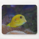 Search for fishie electronics Nature