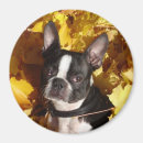 Search for surround magnets Dog