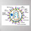 Search for hiv aids posters Virus