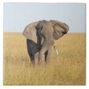 Search for african elephant tiles Nature