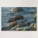 Search for oyster puzzles Ocean