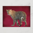 Search for leopard spots postcards Wild animal