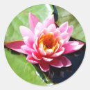 Search for reflections stickers Lilies