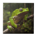 Search for frog tiles Arboreal
