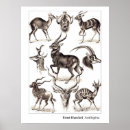 Search for wildebeests art Antelope