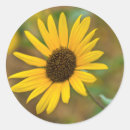 Search for kansas flower stickers Michael scheufler