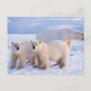 Search for sows postcards Cub