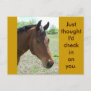 Search for standardbred horse Bay