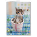 Search for munchkins Pets