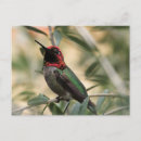 Search for anna postcards Hummingbird
