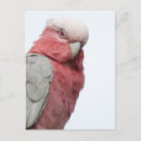 Search for pink parrot postcards Australia