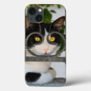 Search for curious cat iphone cases Kitty